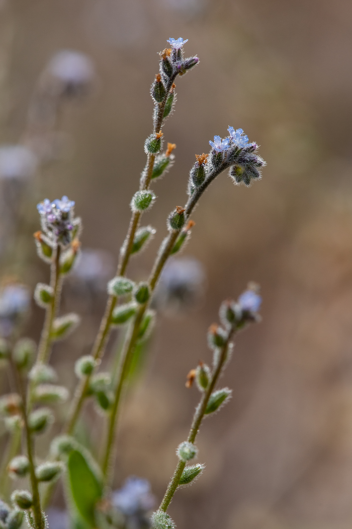 Изображение особи Myosotis micrantha.