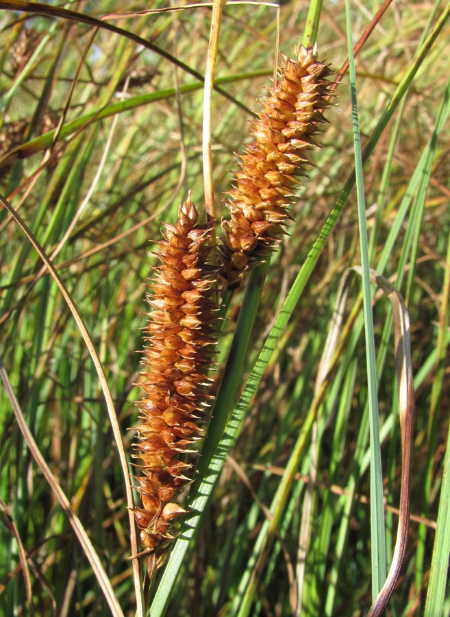 Image of Carex rostrata specimen.