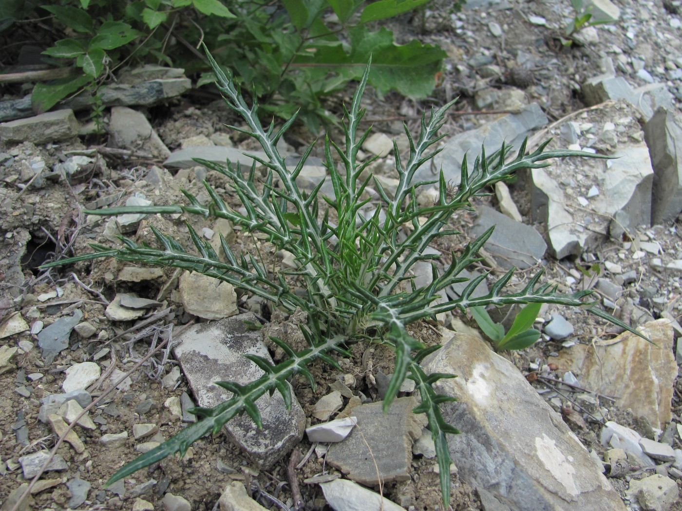 Image of Lamyra echinocephala specimen.