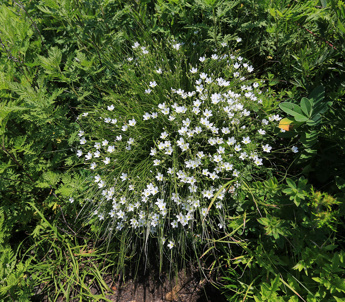 Image of Eremogone juncea specimen.