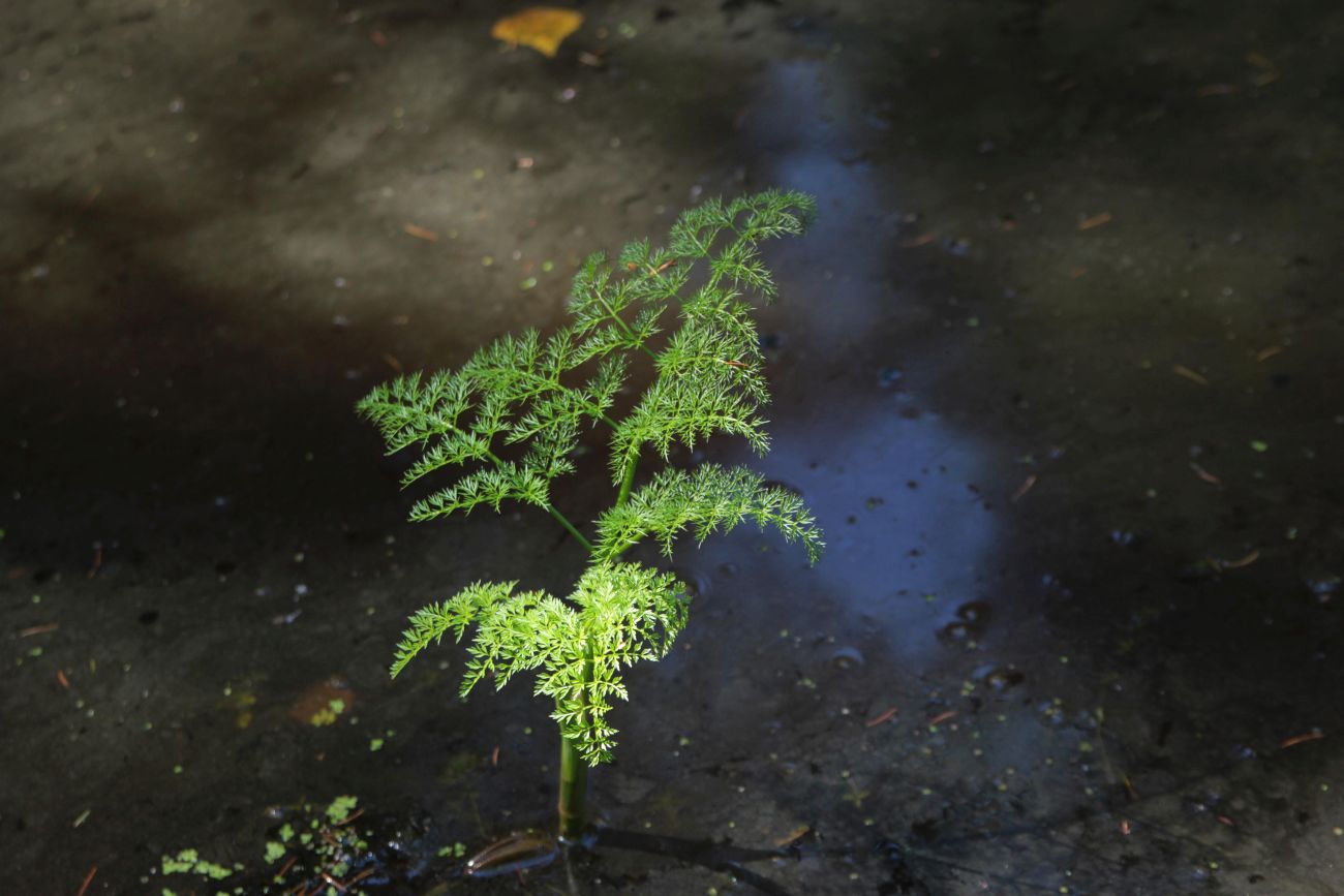 Image of Oenanthe aquatica specimen.