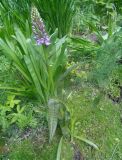 Dactylorhiza baltica