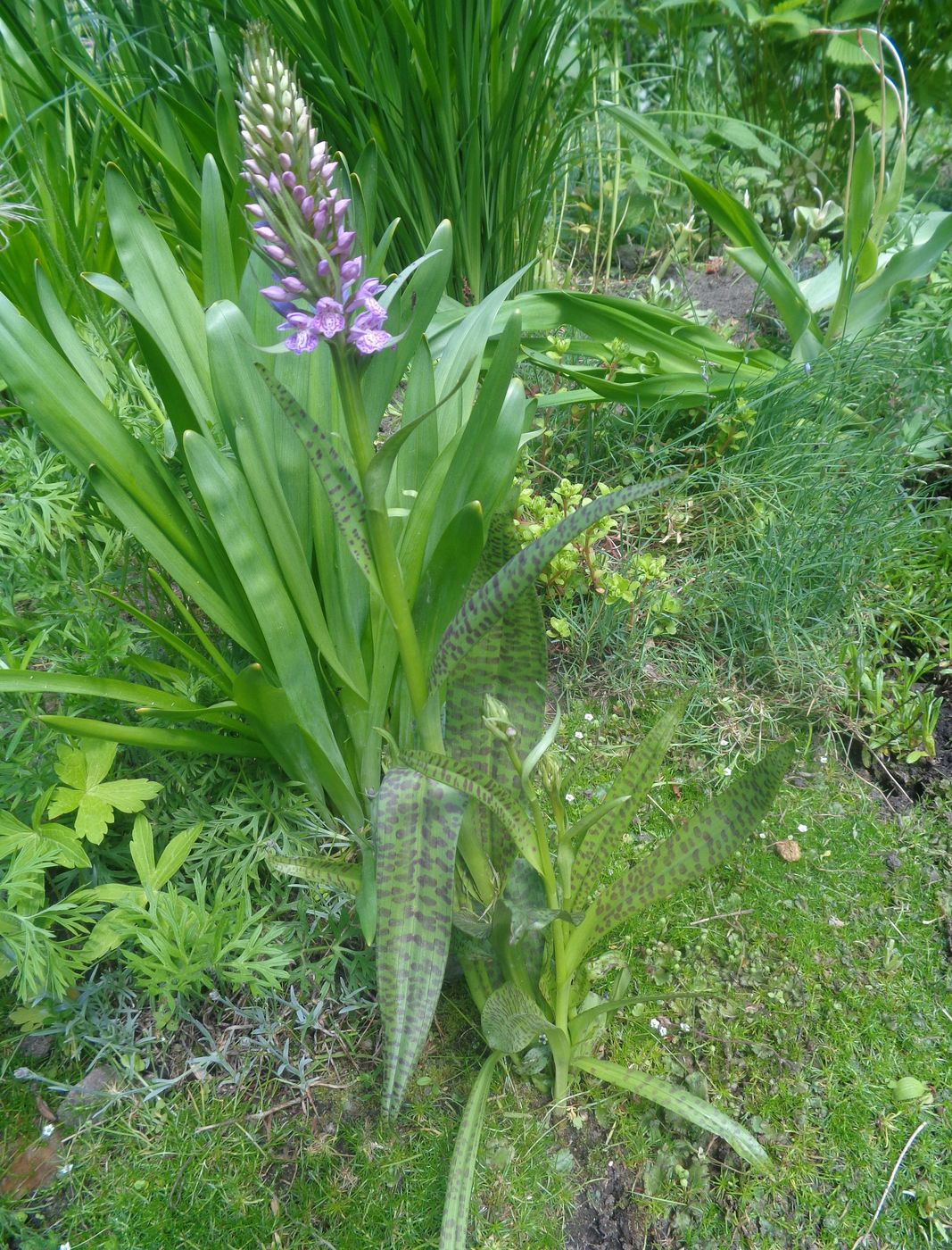 Изображение особи Dactylorhiza baltica.