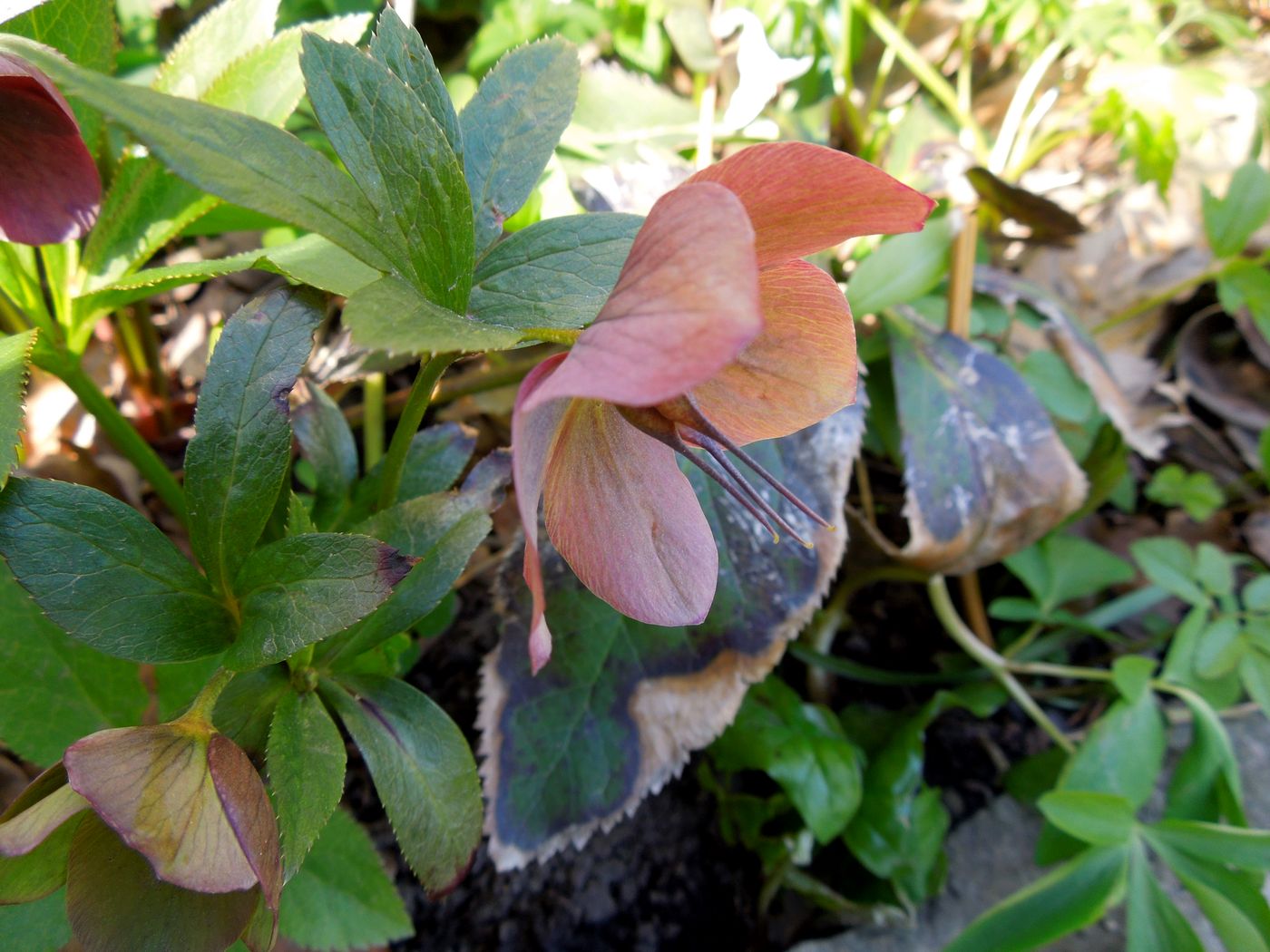 Изображение особи Helleborus abchasicus.