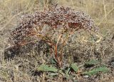 Goniolimon tataricum. Плодоносящее растение. Украина, г. Луганск, балка Калмыцкий яр, основание склона юго-восточной эксп., степь. 20.09.2020.