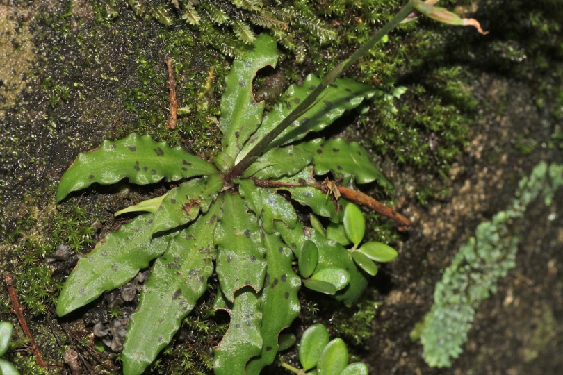 Изображение особи Stenoglottis fimbriata.