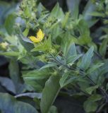 genus Lysimachia