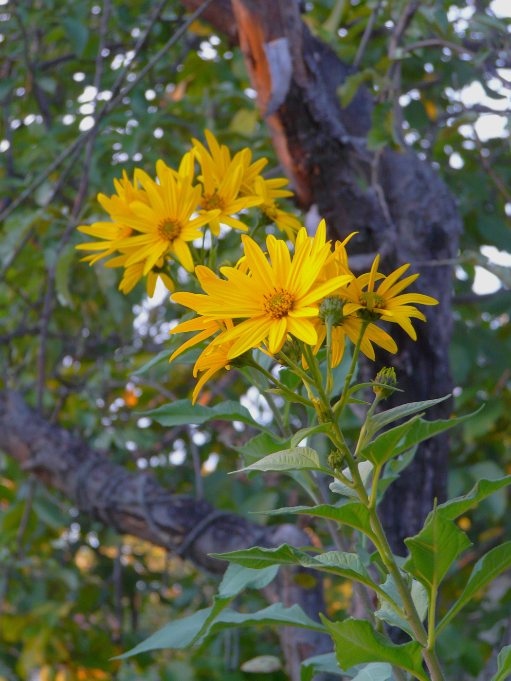 Изображение особи Helianthus tuberosus.