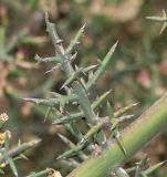 Colletia spinosissima. Часть ветки. Перу, регион Куско, археологический комплекс \"Писак\", средняя часть склона восточной экспозиции, обочина пешеходной тропы. 12.10.2019.