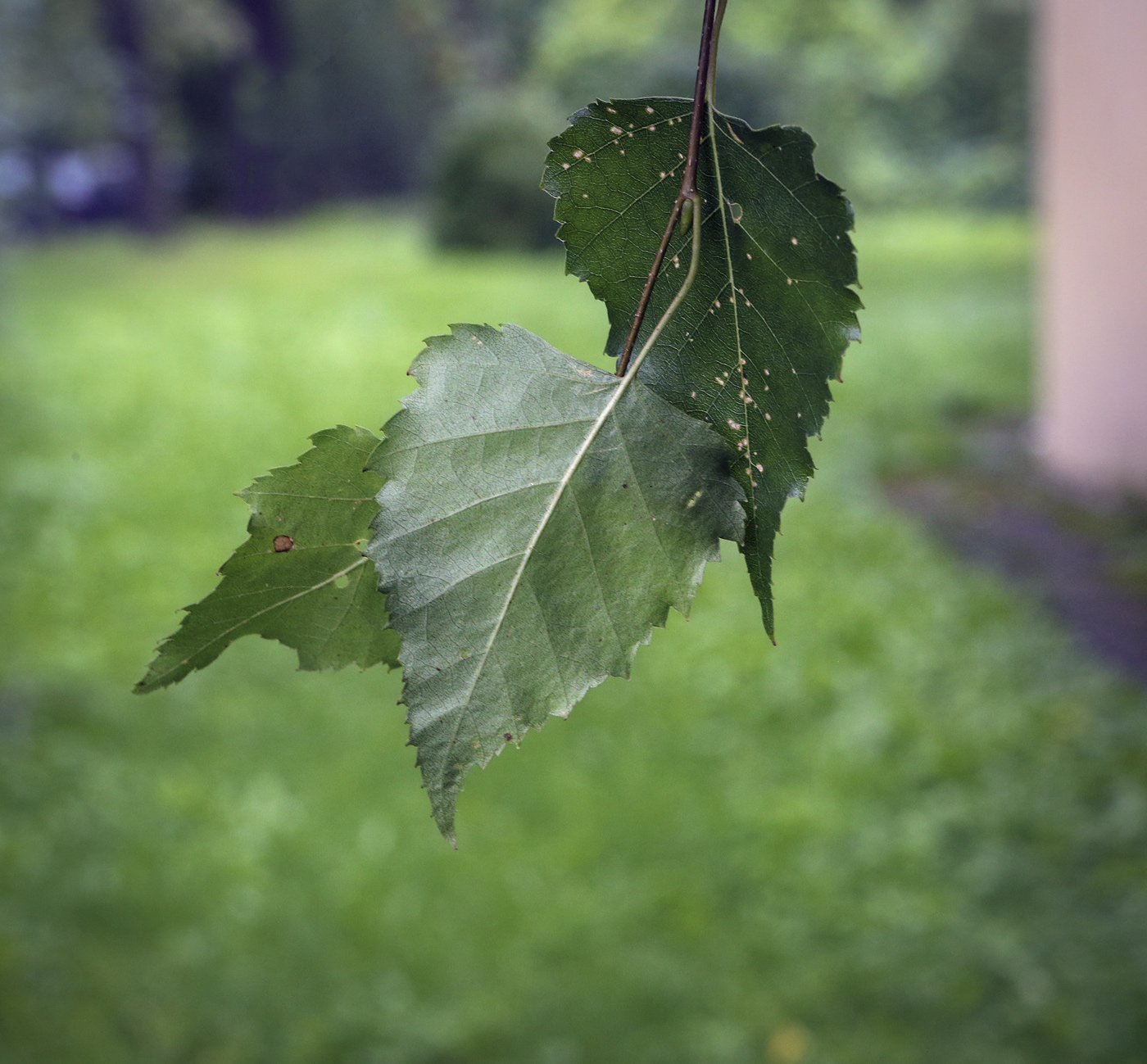 Изображение особи Betula platyphylla.