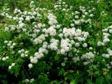 Spiraea flexuosa