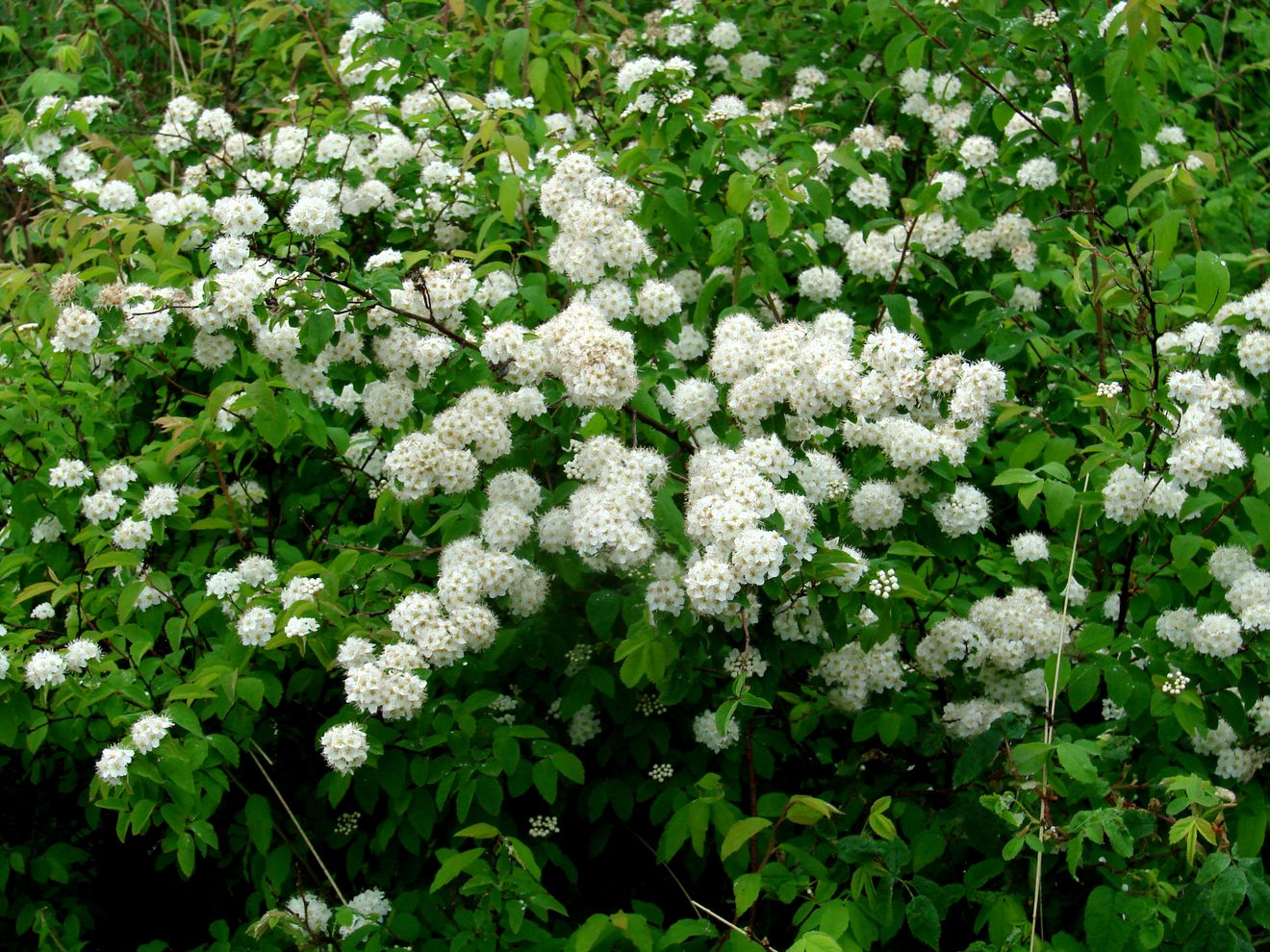 Image of Spiraea flexuosa specimen.