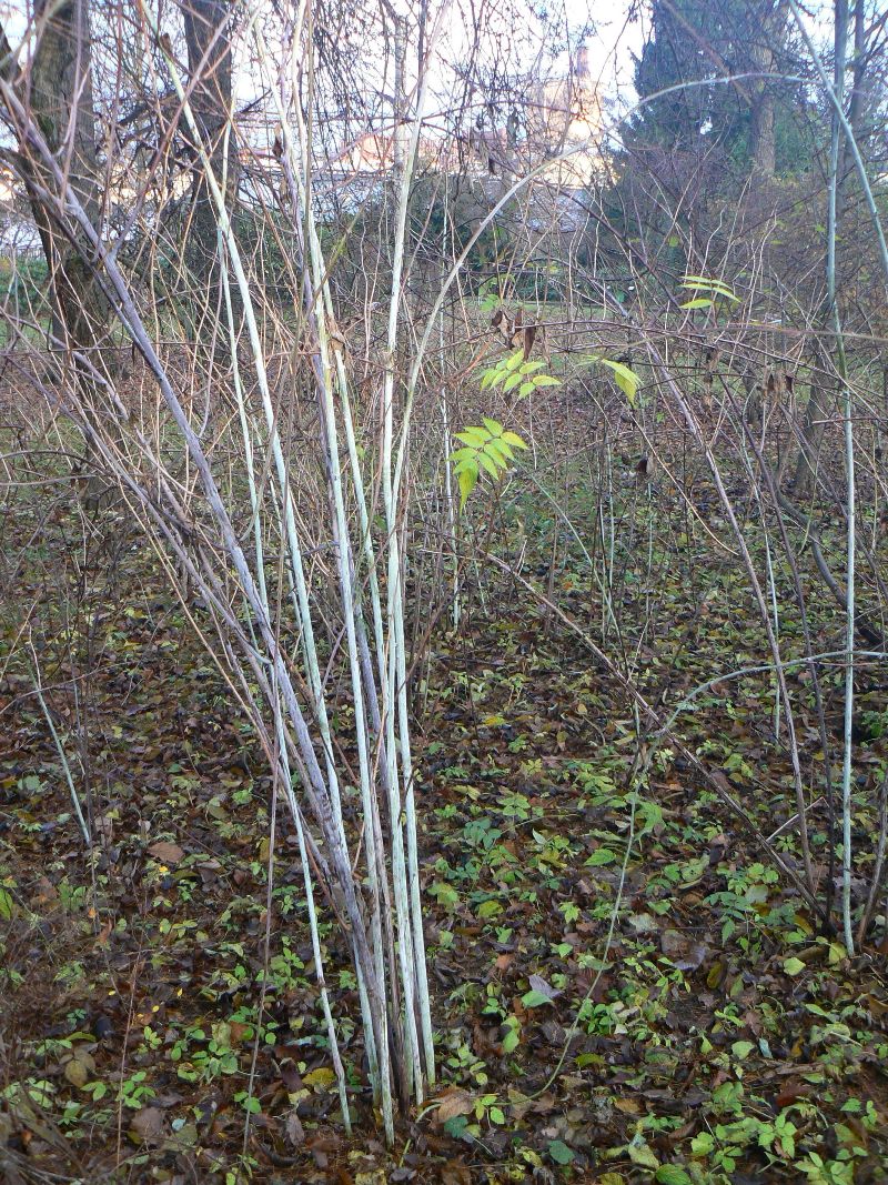 Image of Rubus cockburnianus specimen.