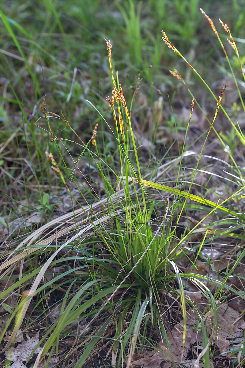 Image of Carex digitata specimen.