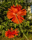 Papaver orientale