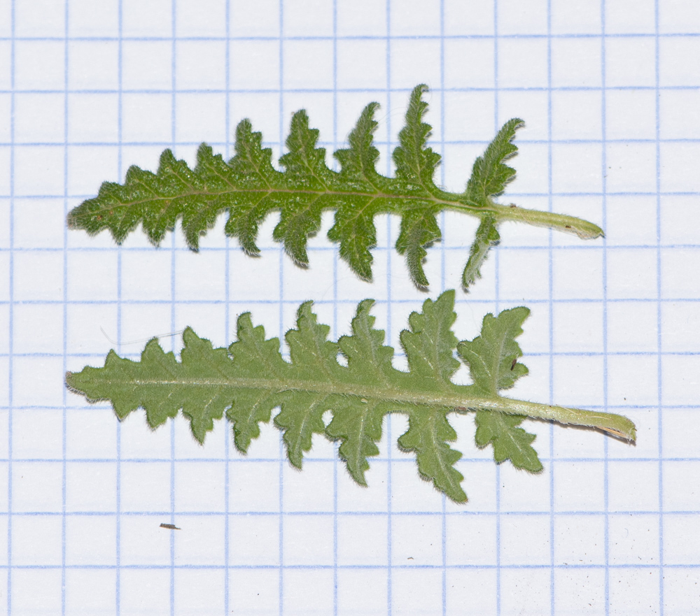 Image of Caiophora cirsiifolia specimen.