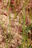genus Anisantha. Верхняя часть колосящегося растения. Израиль, южная окраина г. Ашдод, пески. 10.03.2020.