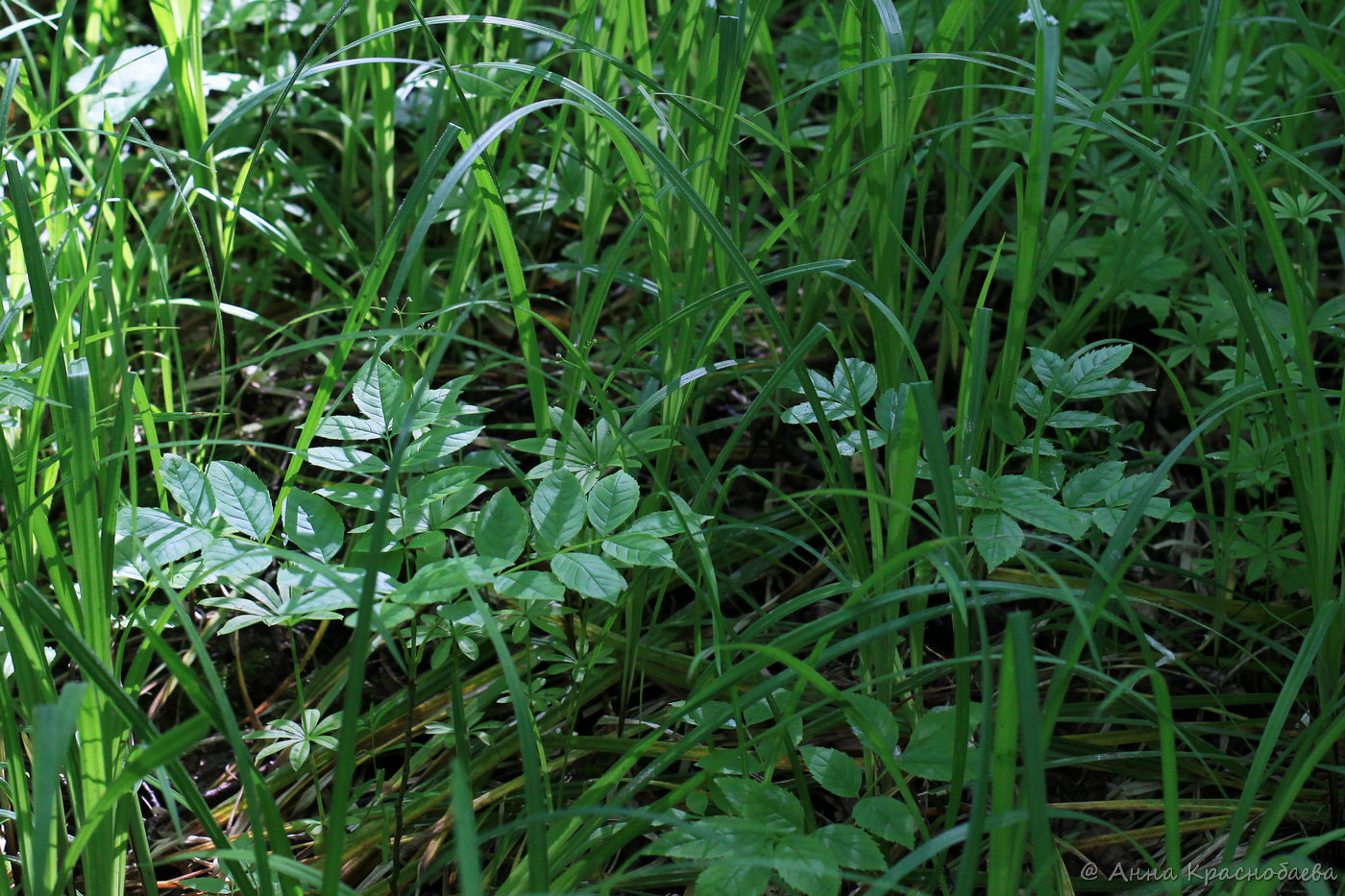 Image of Fraxinus excelsior specimen.