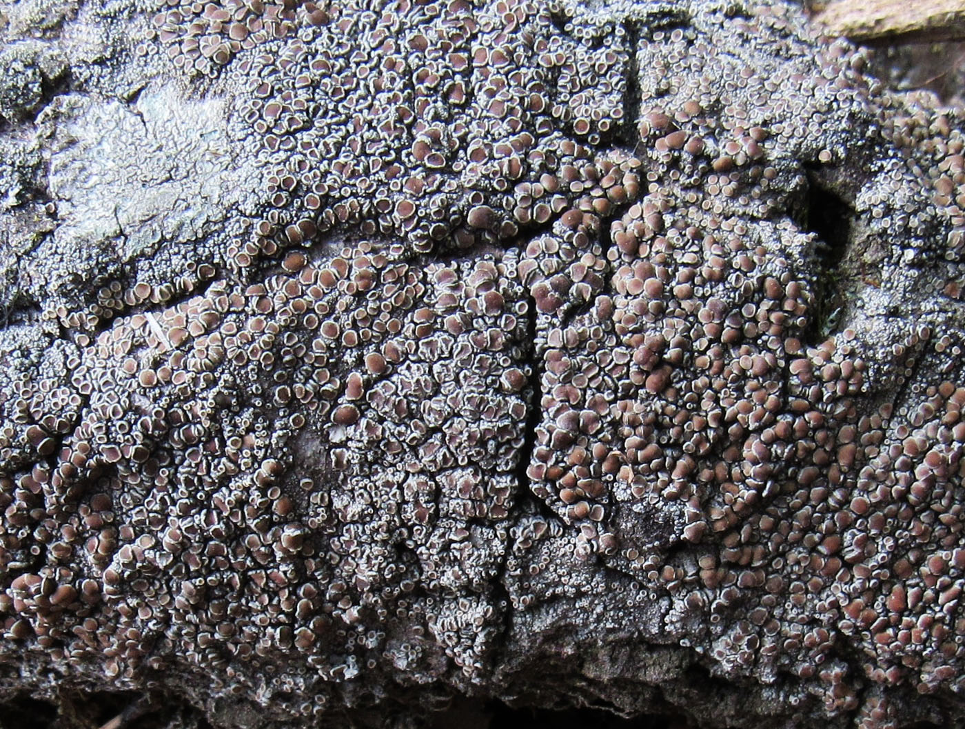 Изображение особи Lecanora cenisia.