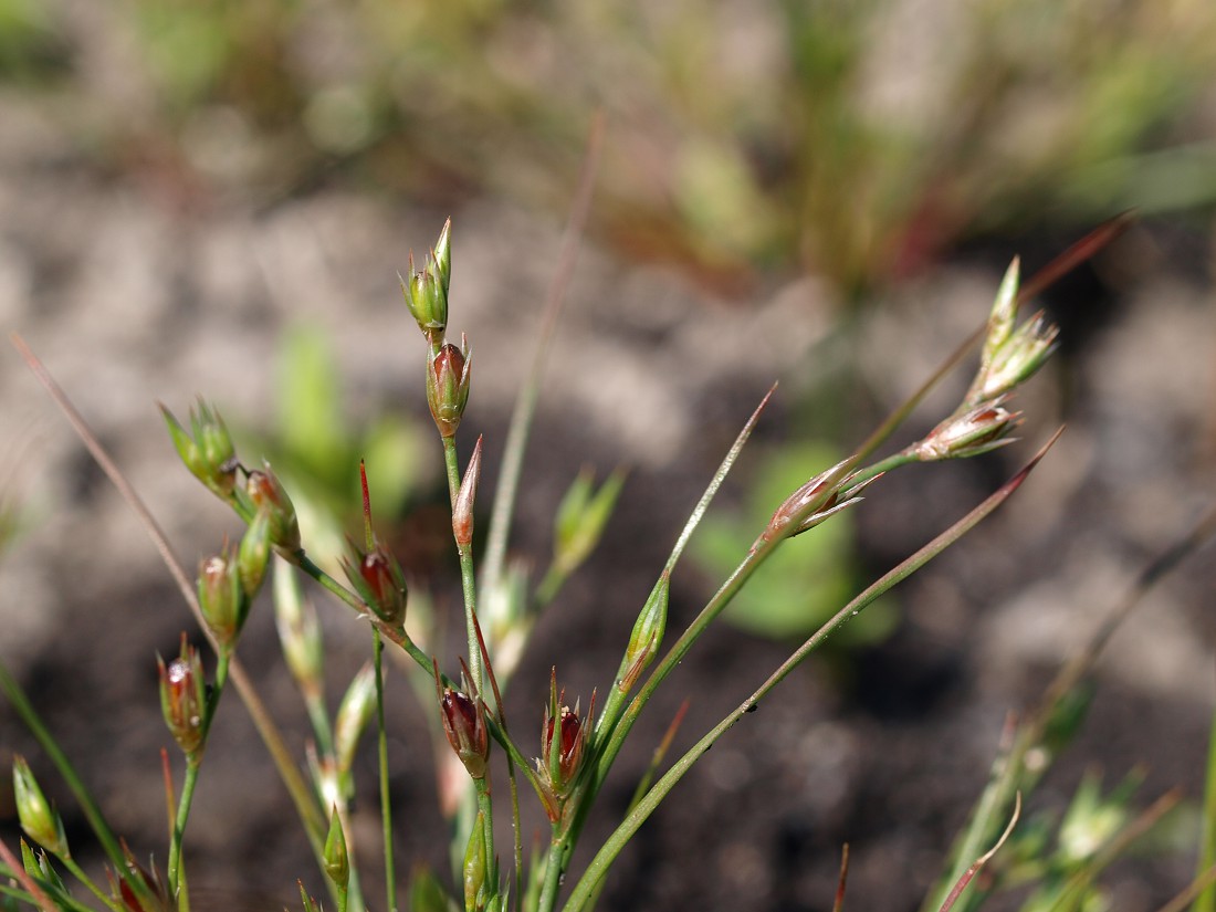 Изображение особи Juncus bufonius.