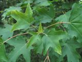 Acer campestre. Верхушка побега; листья поражены вирусом(?). Краснодарский край, Абинский р-н, окр. ст-цы Холмская, приречный лес. 24.05.2020.