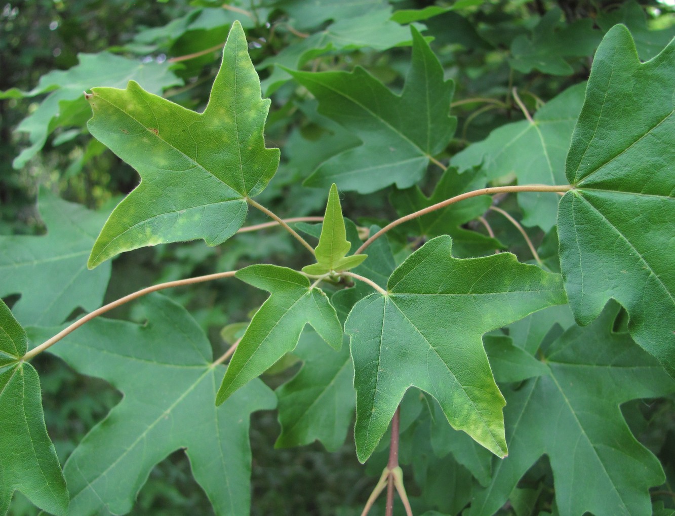 Image of Acer campestre specimen.