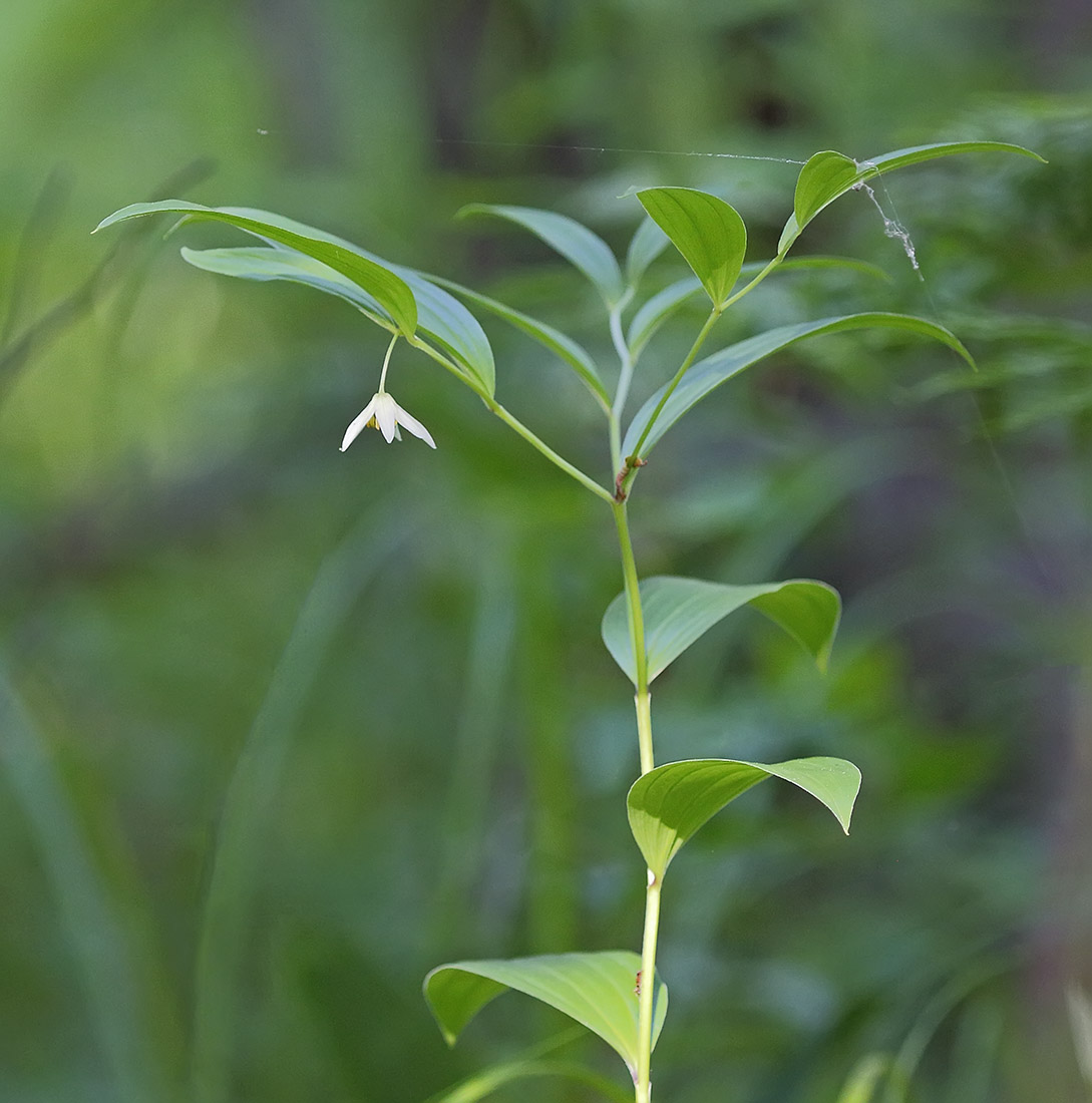 Image of Disporum smilacinum specimen.