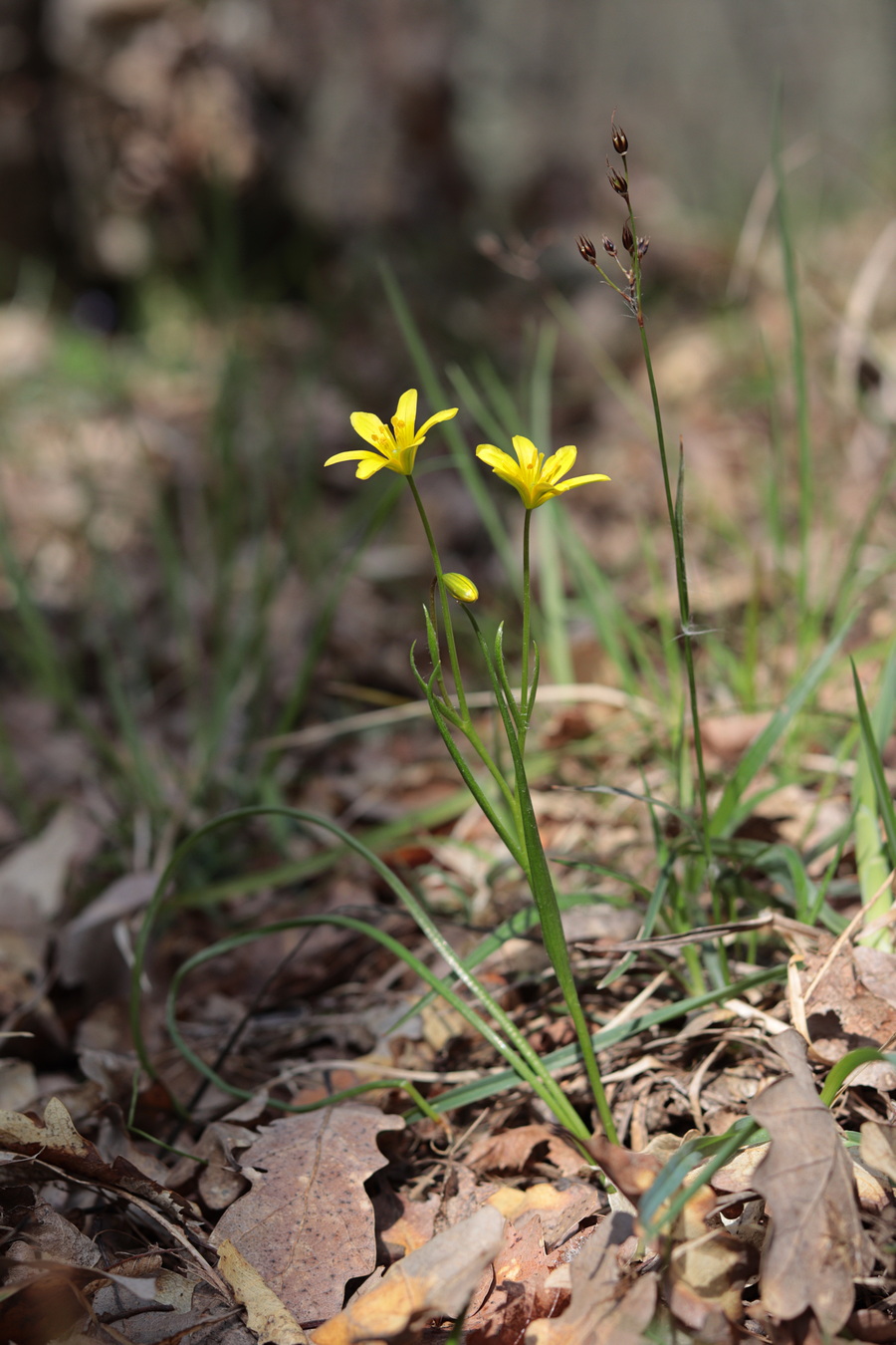 Image of Gagea chrysantha specimen.