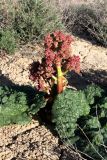 Rheum tataricum. Бутонизирующее растение. Казахстан, Туркестанская обл., Сузакский р-н, Западная Бетпак-Дала, окр. пос. Кыземшек (бывш. Степной), равнинная полынно-боялычная пустыня, на глинистой почве. 26 апреля 2021 г.