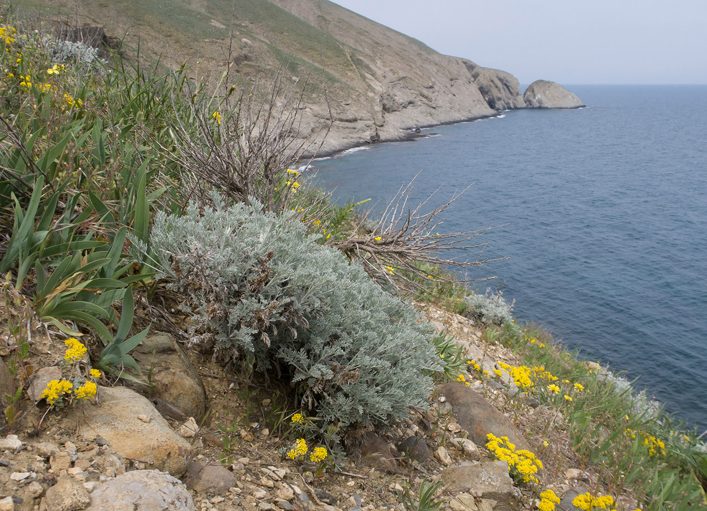 Изображение особи Artemisia lercheana.