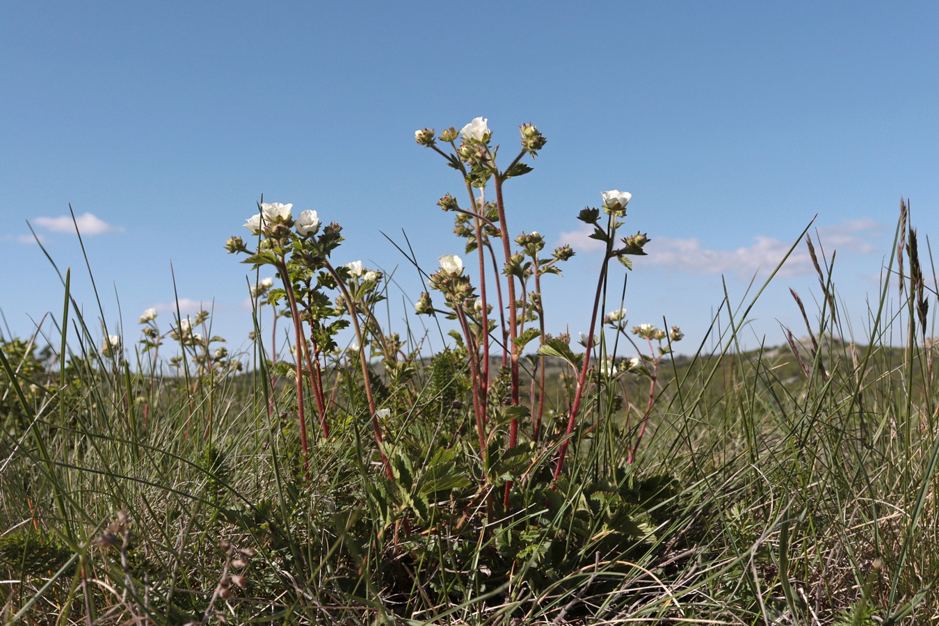 Изображение особи Potentilla rupestris.