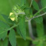 Calceolaria tripartita