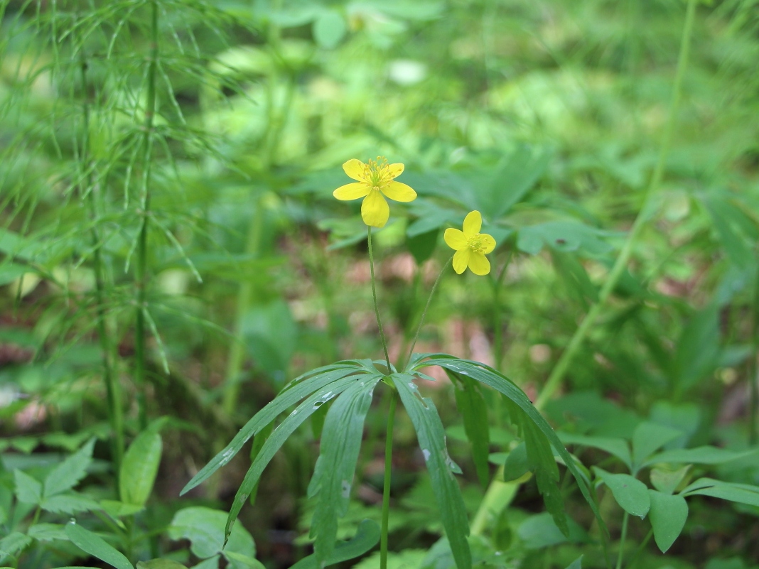 Изображение особи Anemone jenisseensis.