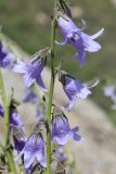 Campanula sarmatica