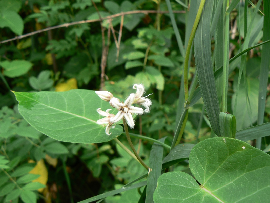 Изображение особи Metaplexis japonica.