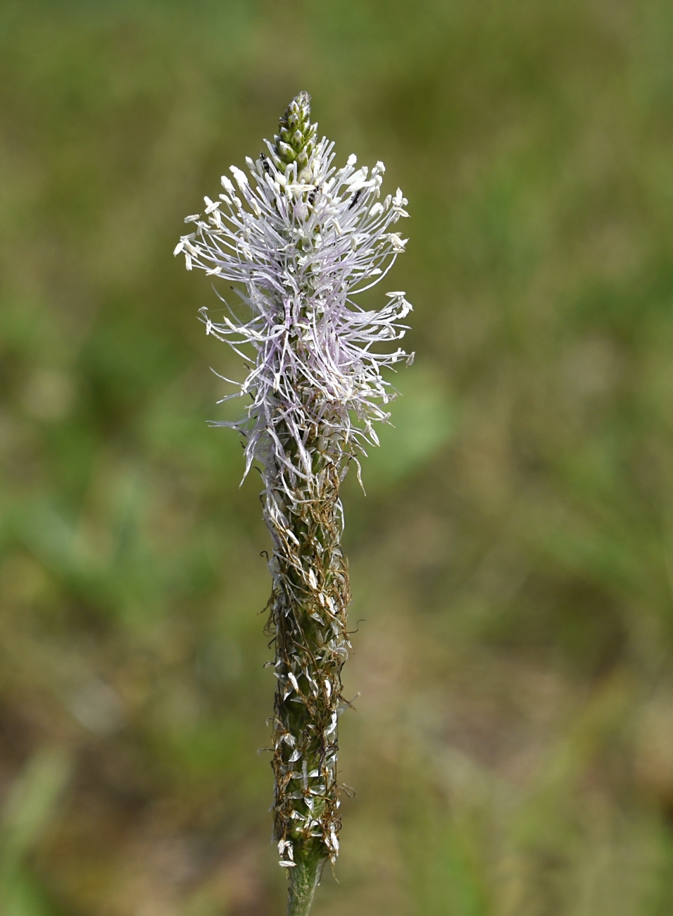 Изображение особи Plantago media.