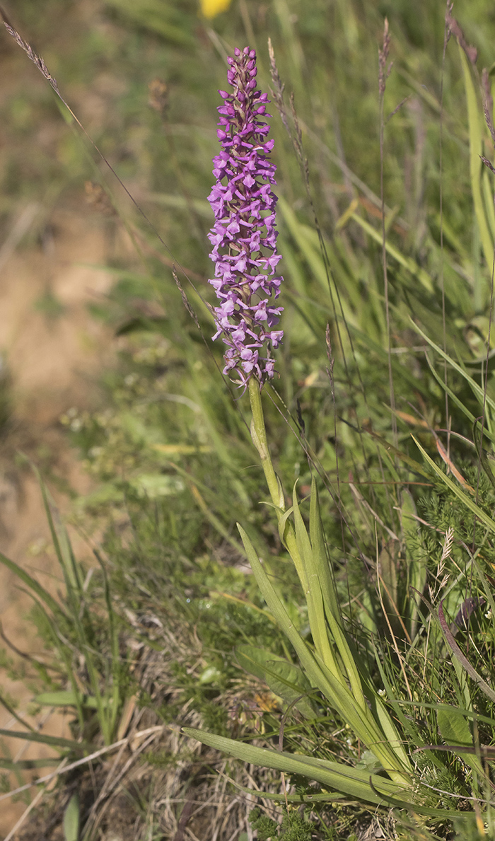 Изображение особи Gymnadenia conopsea.