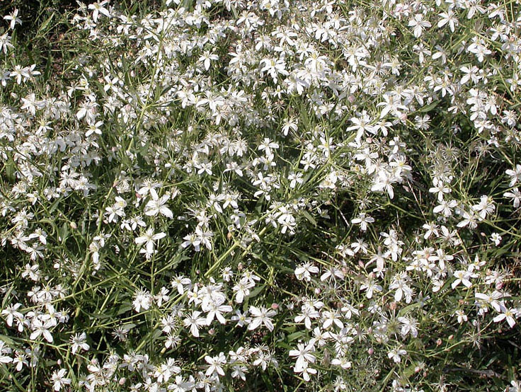 Image of Clematis songorica specimen.