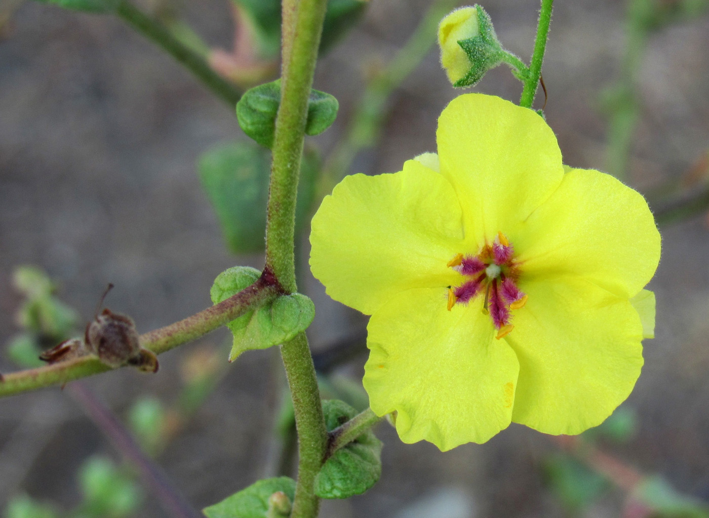 Image of Verbascum sinuatum specimen.