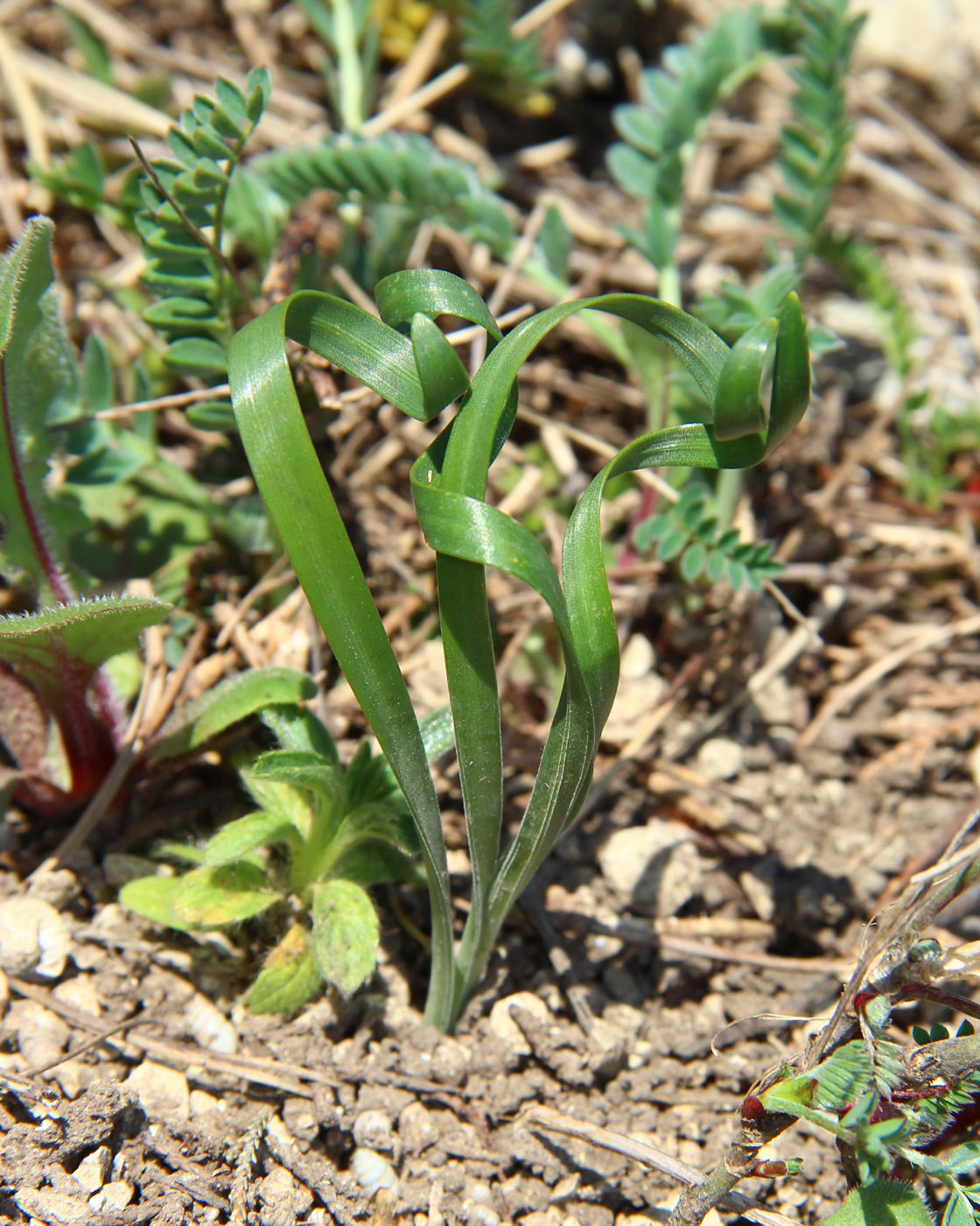 Image of Sternbergia colchiciflora specimen.