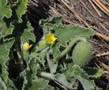Ecballium elaterium