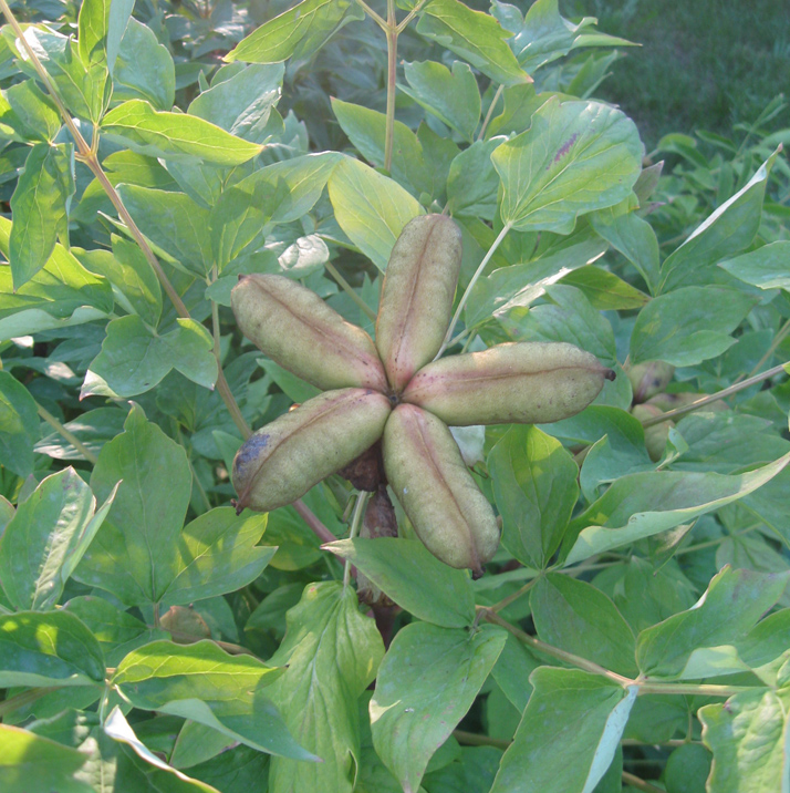 Image of Paeonia suffruticosa specimen.