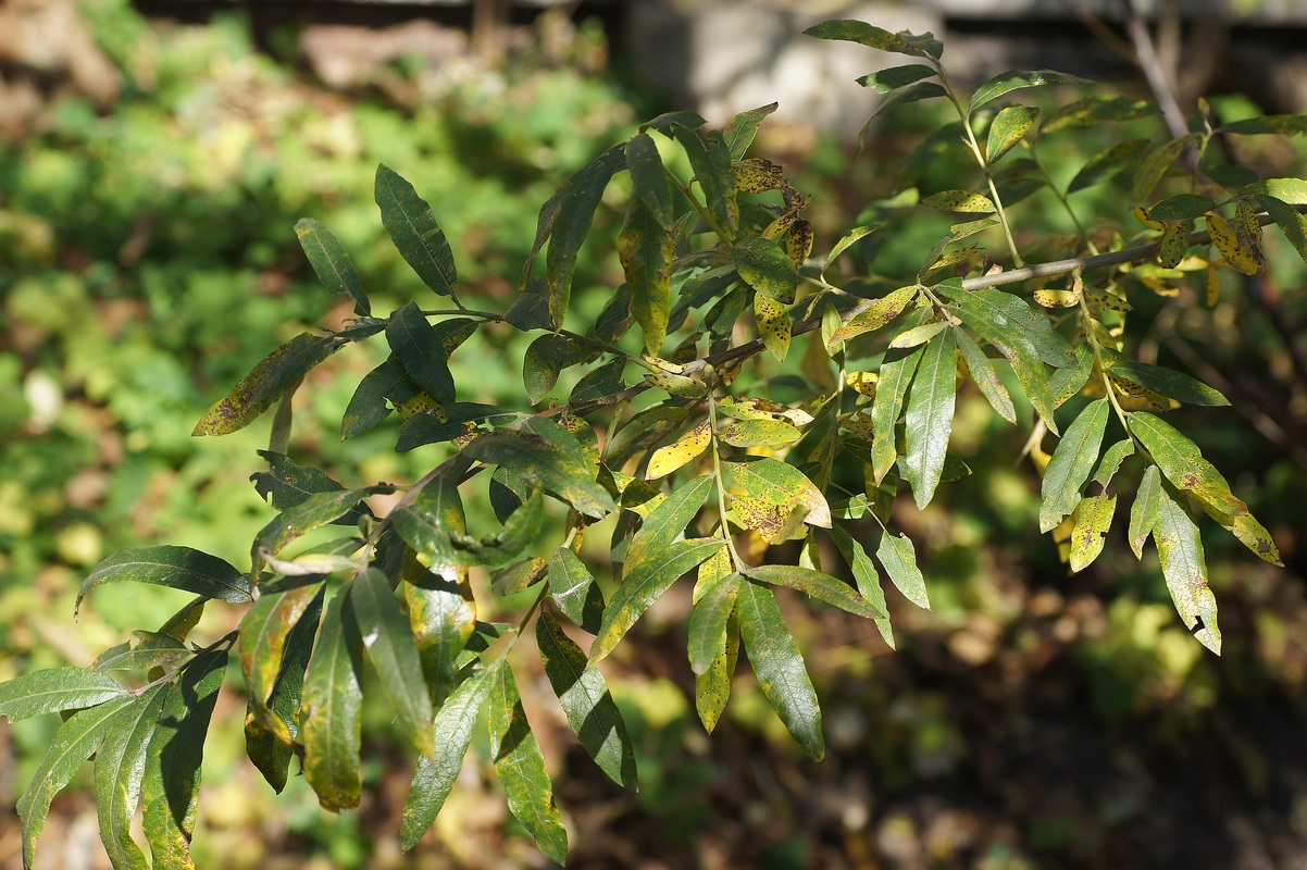 Image of Salix gmelinii specimen.