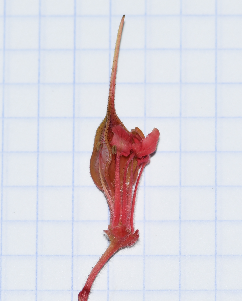 Изображение особи Erythrophysa transvaalensis.