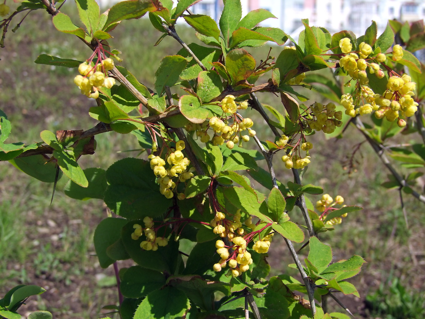 Image of Berberis vulgaris specimen.