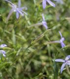 Isotoma axillaris
