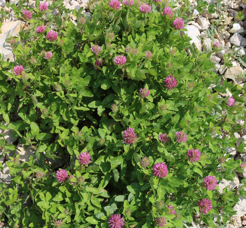 Изображение особи Trifolium pratense.