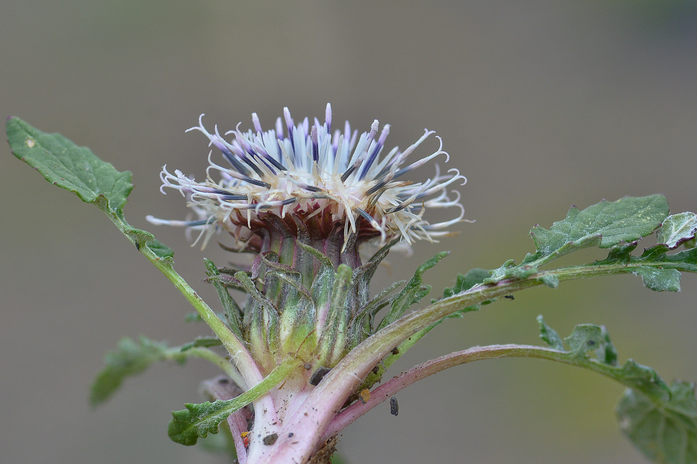 Image of Jurinella moschus specimen.