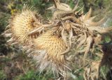 genus Cirsium