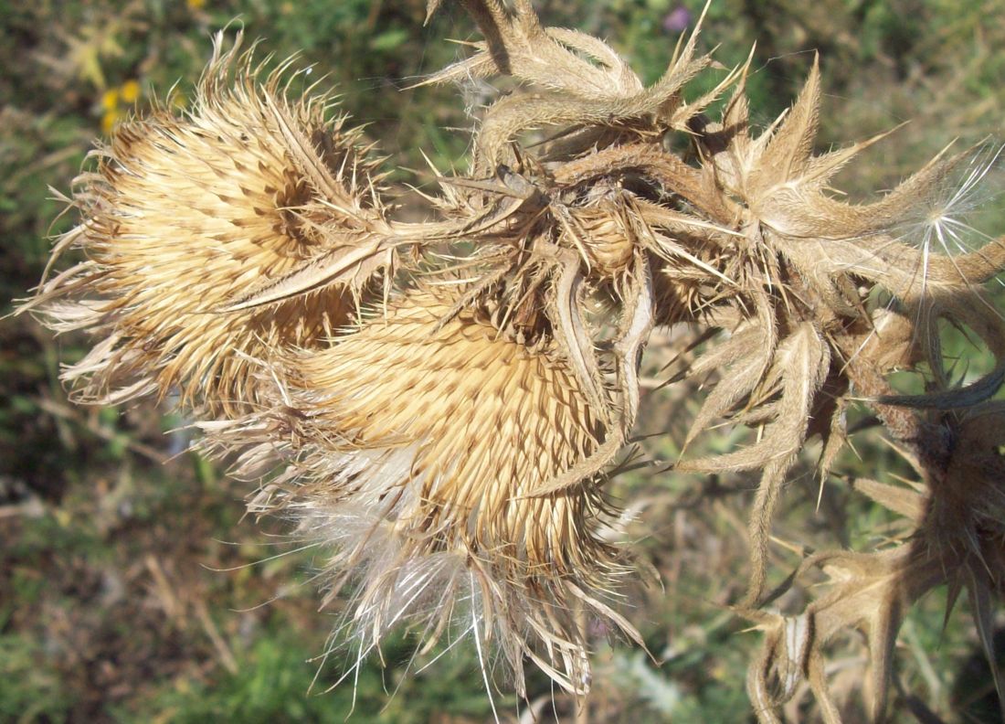 Изображение особи род Cirsium.